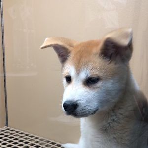 Meet your Posher, Mario